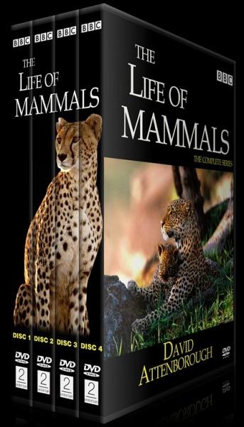 BBC The Life Of Mammals (Memeliler Dnyas) - Custom Dvd Cover Set - Trke [2003]-54444_94444dsadadasdsadasdasjpg